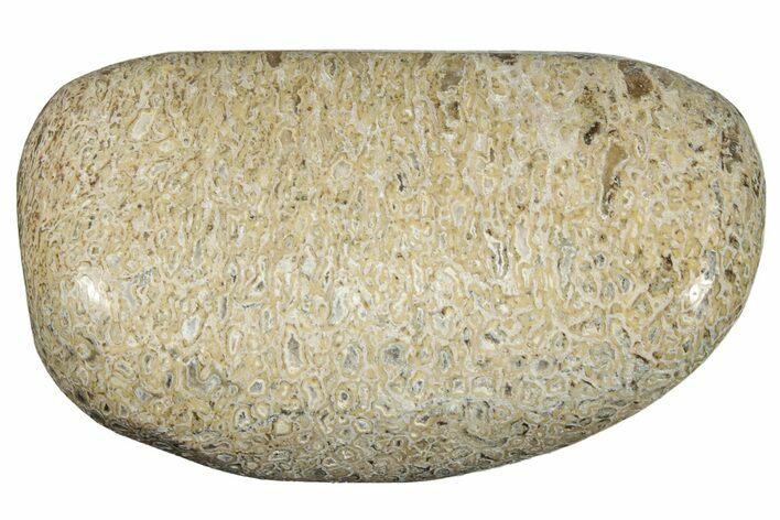 Polished Dinosaur Bone (Gembone) - Morocco #260643